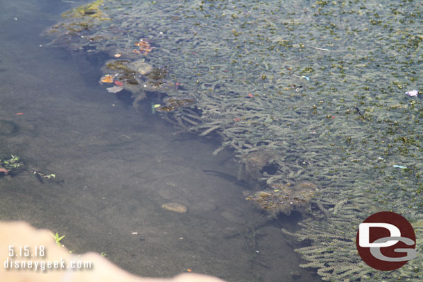 Spotted some fish in the Rivers of America