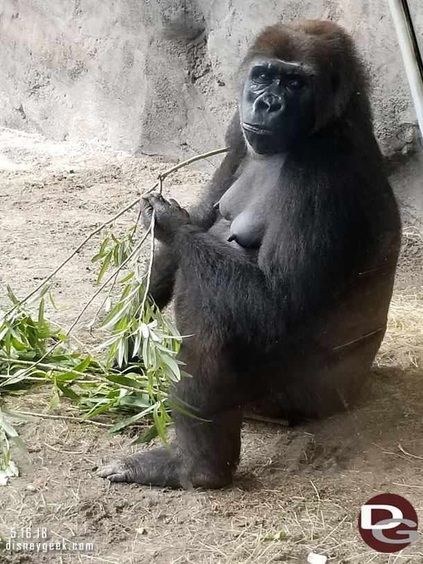 One of the gorillas hanging out near the window this morning.