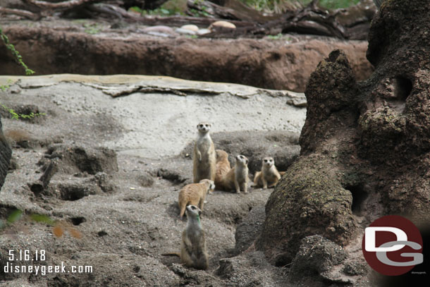 Meerkats