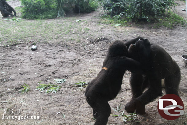 Two of the young gorillas playing.