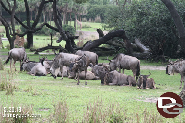 Wildebeest on the Savanna