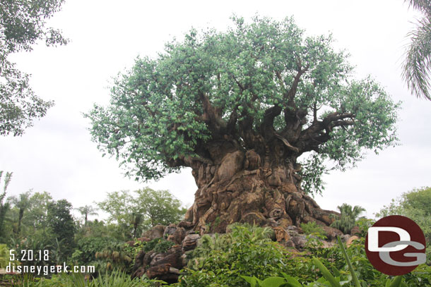 The tree of life.