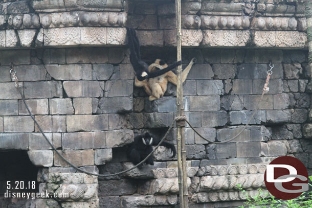 Gibbons at play.