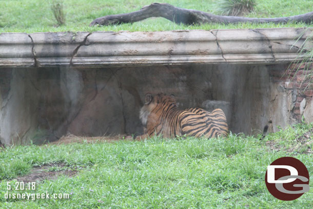 The male tiger was out. The mother and cubs were not this morning.