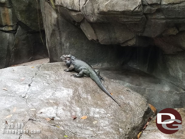 Noticed this Rhinoceros Iguana out enjoying the rain (well assuming enjoying it since it was sitting on an exposed rock).