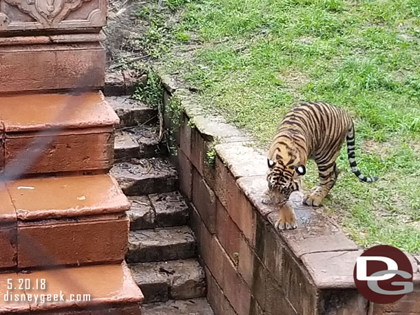 One of the cubs walking out by the fountain.