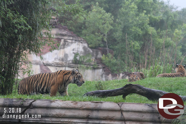 From a lower window.. notice one of the cubs trying to sneak up in the distance.