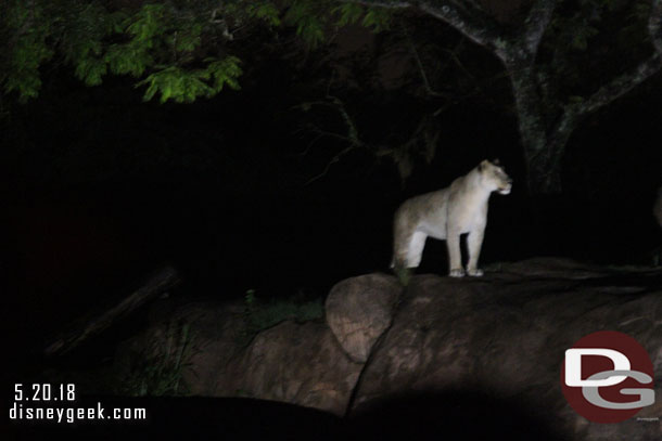 One of the female lionesses