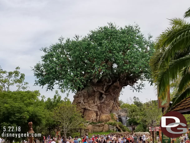 The Tree of Life