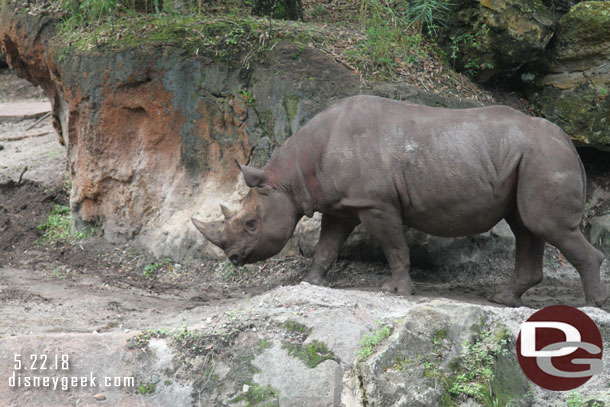 Next up Kilimanjaro Safari.  A black rhino