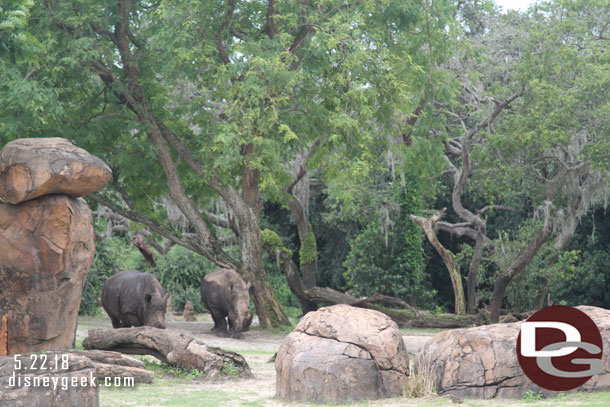 White Rhinos on the move.