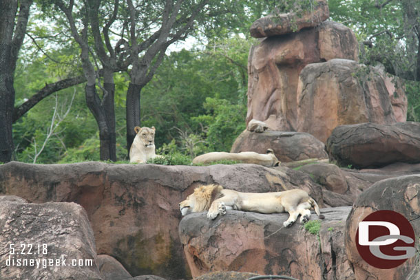 The Lions were just laying around.