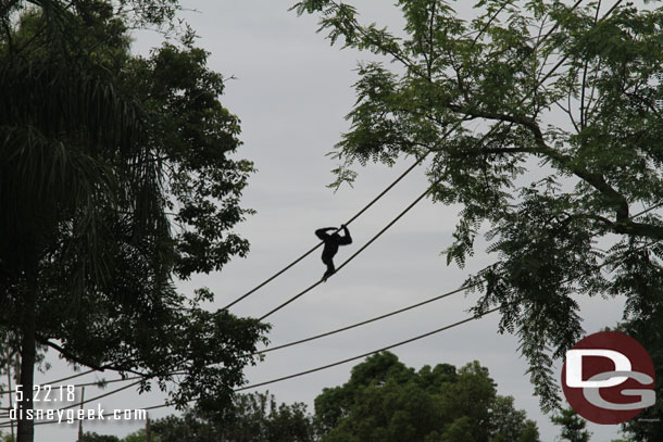 Gibbon on the move overhead.