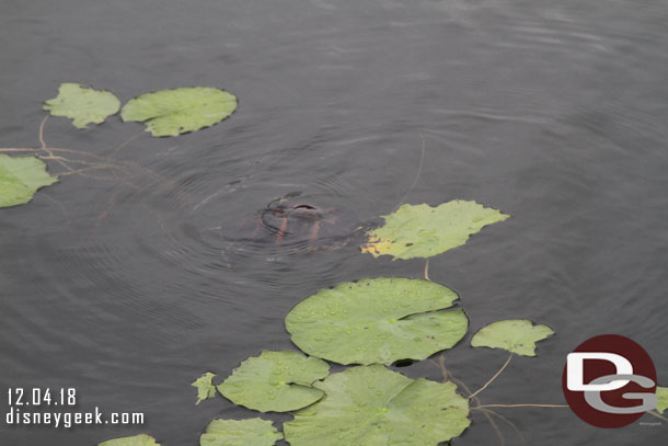 On our walk to Disney's Hollywood Studios spotted a turtle in the water way.