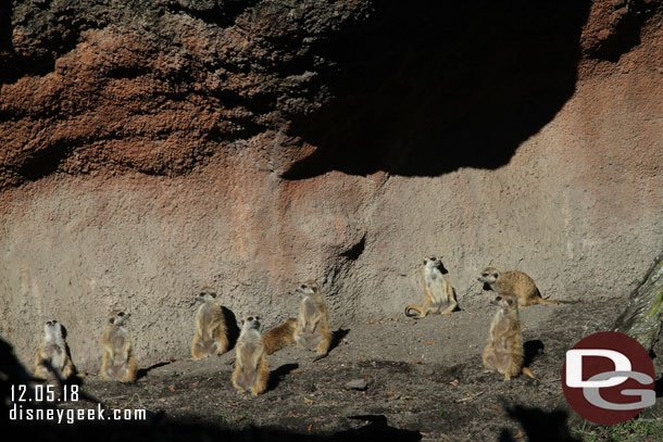 Meerkats were out enjoying the sun.