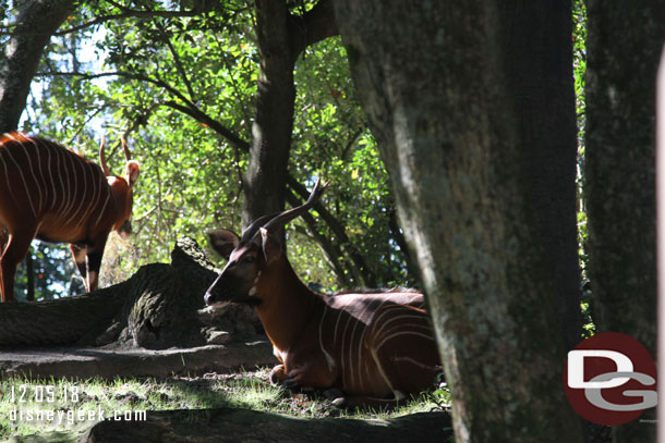 Took only about 10 minutes for the FastPass+ return.    Bongos hanging out in the forest.