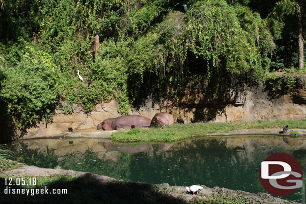 A couple of hippo out sunning themselves.