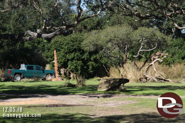 On the savanna a couple young giraffes.  One the driver said was out for its second day only.