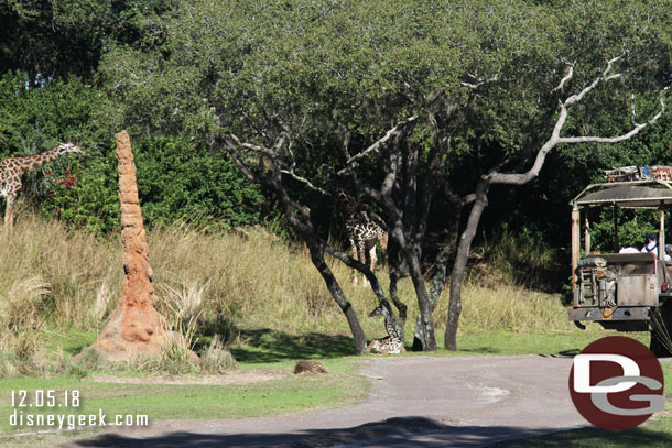 Another young giraffe under the trees.