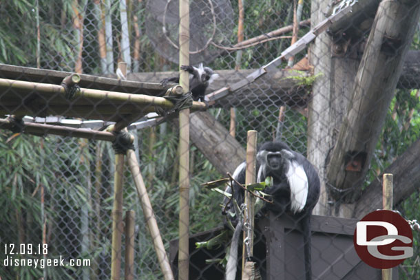 Colobus Monkeys, notice the young one just up from the center of the frame.