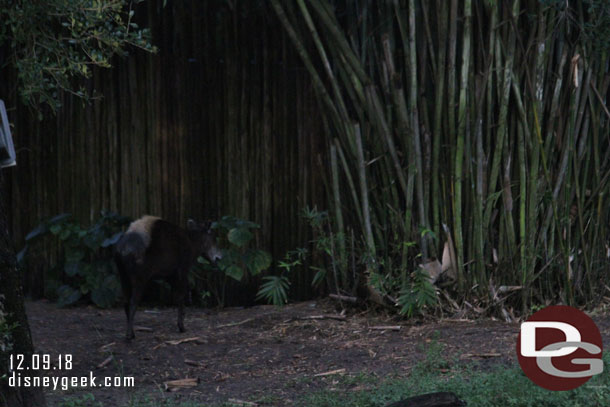 Next up trip on Kilimanjaro Safari - spotted a yellow-backed duiker in the forest area.