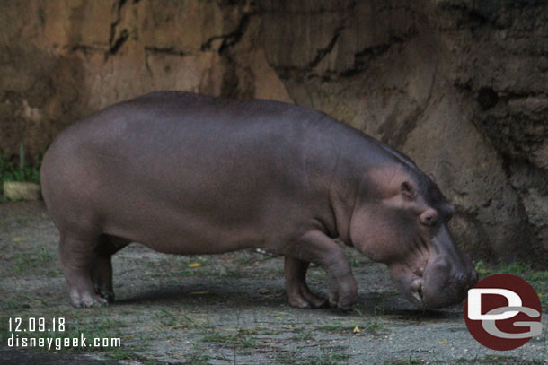 Nile Hippopotamus out for a stroll 