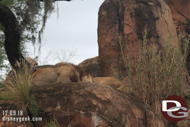 A couple of lions