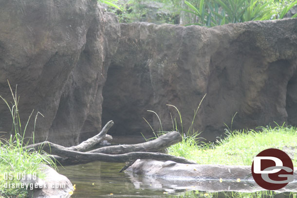 The Otters were way in the back hanging out.