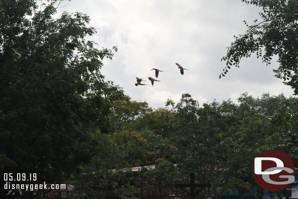 Spotted some birds from Winged Encounter over Discovery Island.