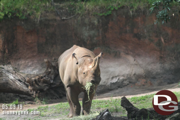 A black rhino