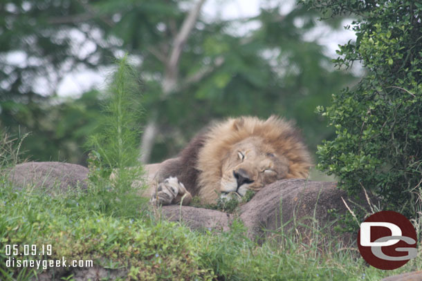 The male lion resting as usual.