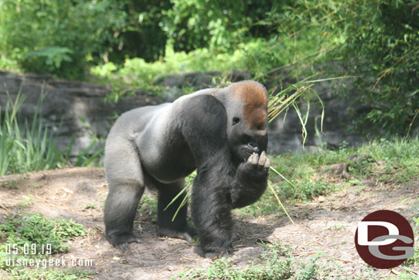 A male silver back gorilla spotted from near the safari exit.