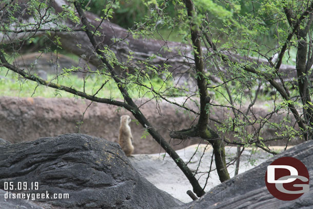 A meerkat on lookout