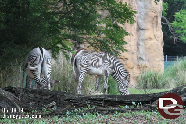 Zebra grazing