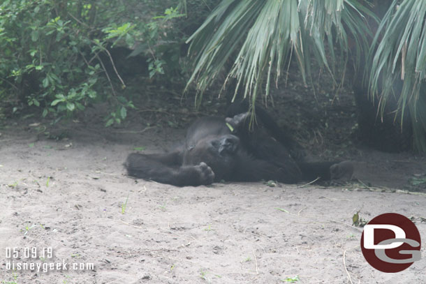 A younger gorilla just laying around.