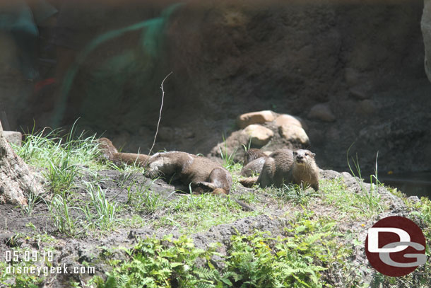 Stopped back by Otter Grotto and this time they were out and playing.