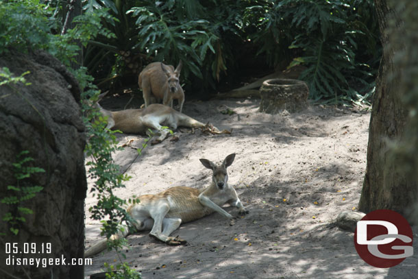 Kangaroos resting in the shade.