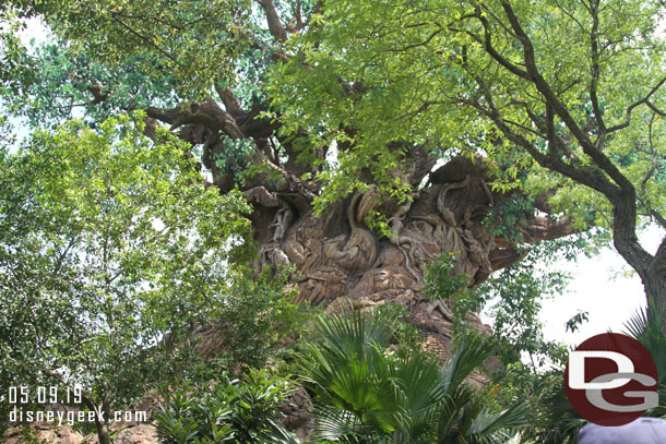 One of the highlights of this trail is the up close look at the Tree of Life.