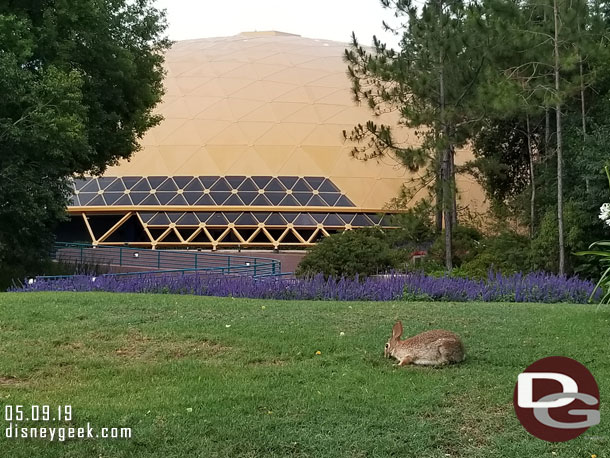 A rabbit hanging out on the hill toward the former Wonders of Life, future Play Pavilion.