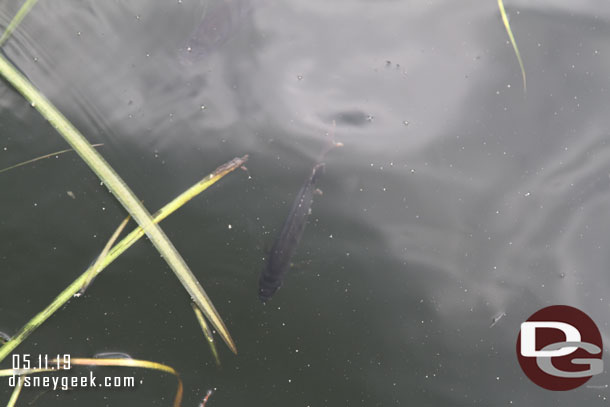 Some fish were visible from the dock.