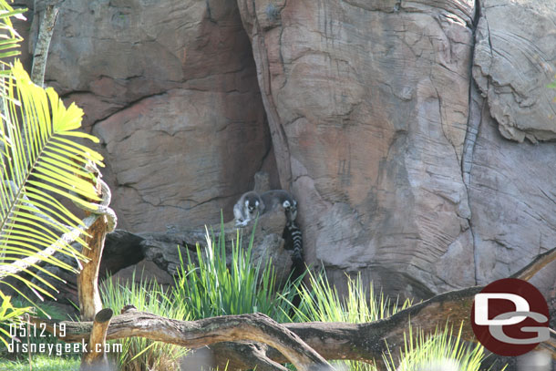 A couple of Lemur in the Tree of Life Garden to the right.