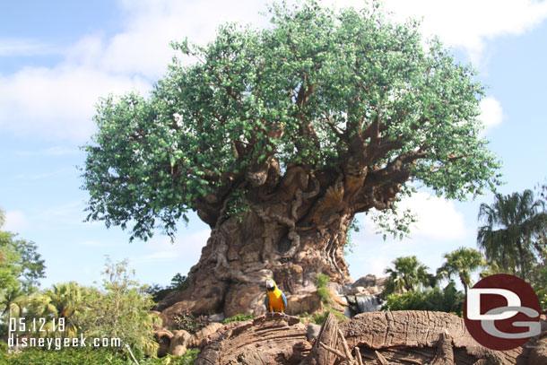 One parrot stayed behind for a few moments with the Tree of Life as a backdrop.