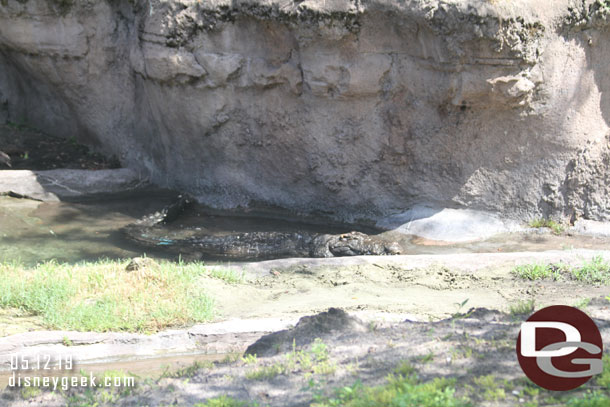 Nile crocodiles were out today.