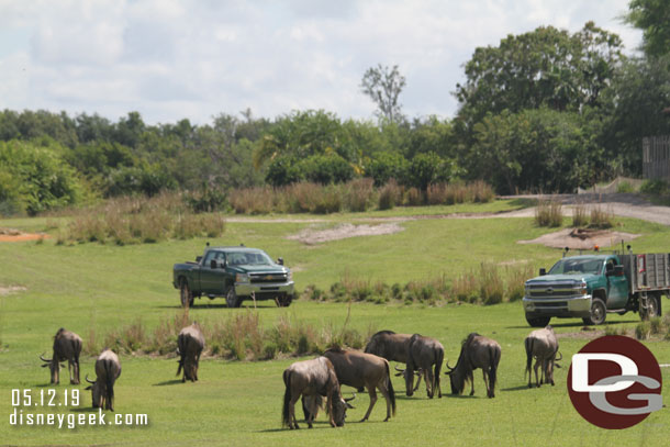 A couple of trucks out watching the animals.