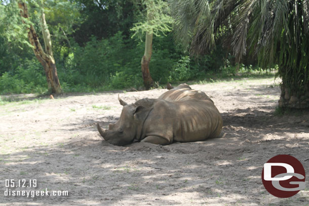 White rhino laying around.