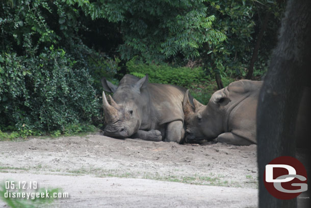 More white rhinos laying around.