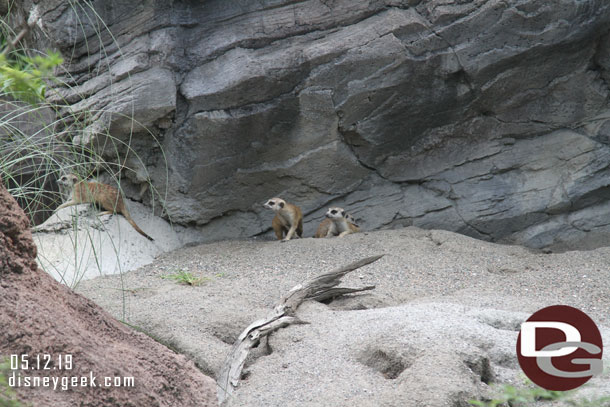 Some meerkats running around.