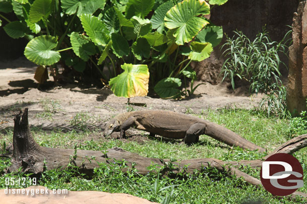 Went for a walk through the Maharajah Jungle Trek.  The Komodo Dragon was on the move.