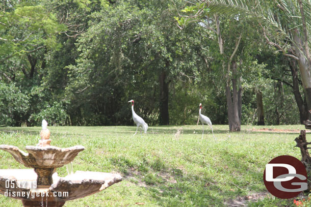 A couple of birds walking around the tiger area.