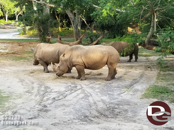 White rhino